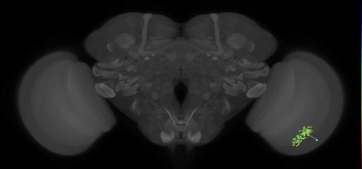 Cm5_R (MaleCNS:72994)