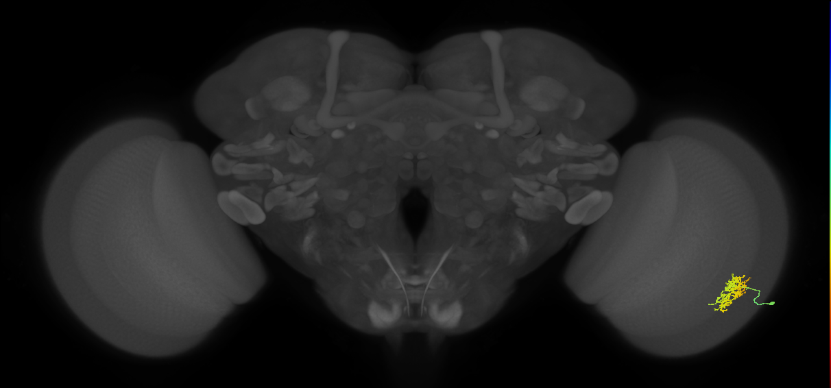 Cm5_R (MaleCNS:65778)