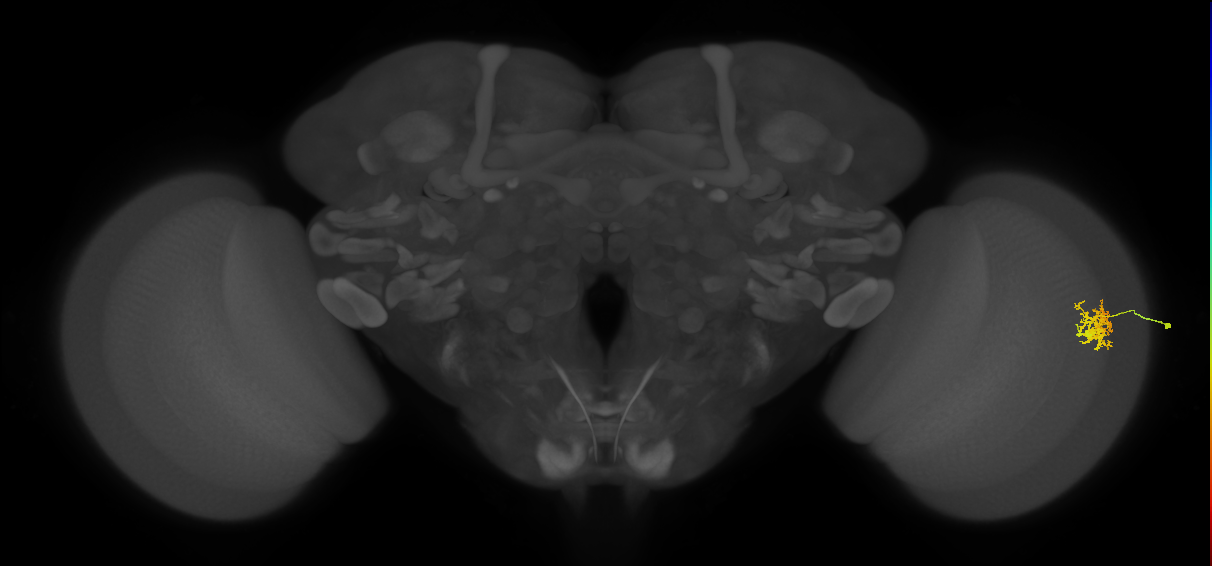 Cm5_R (MaleCNS:69110)