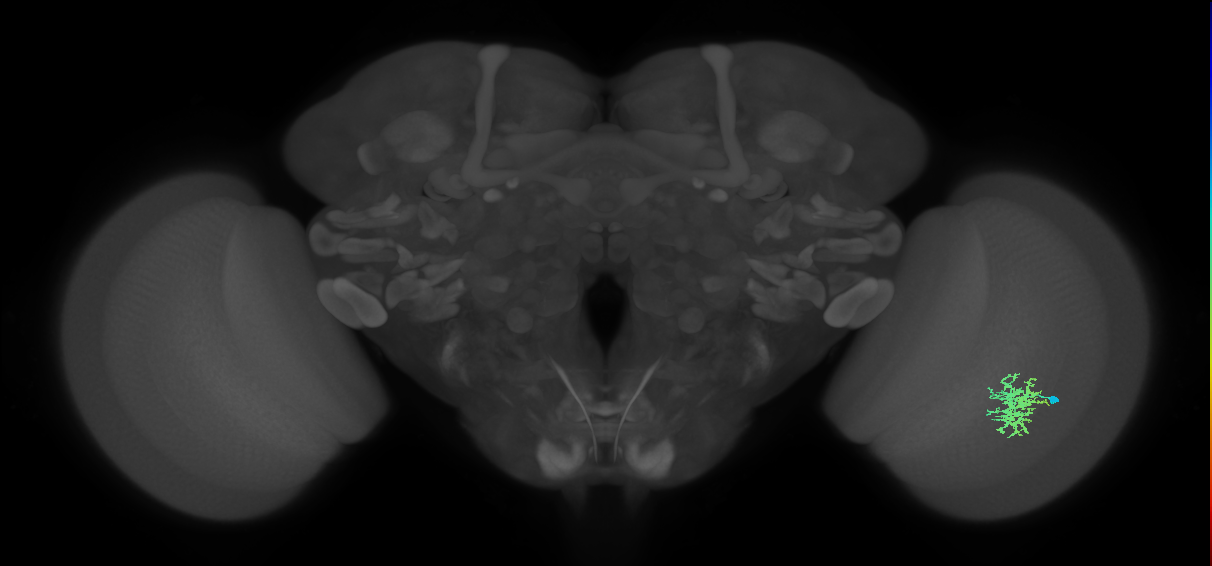 Cm5_R (MaleCNS:101545)