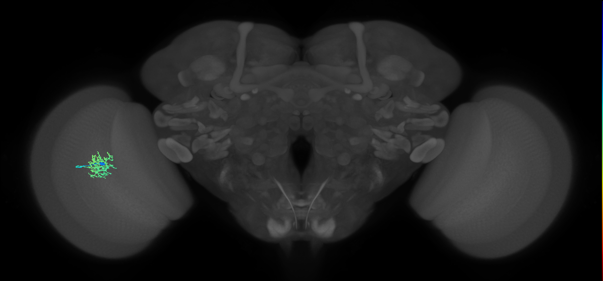 Cm5_L (MaleCNS:550690)