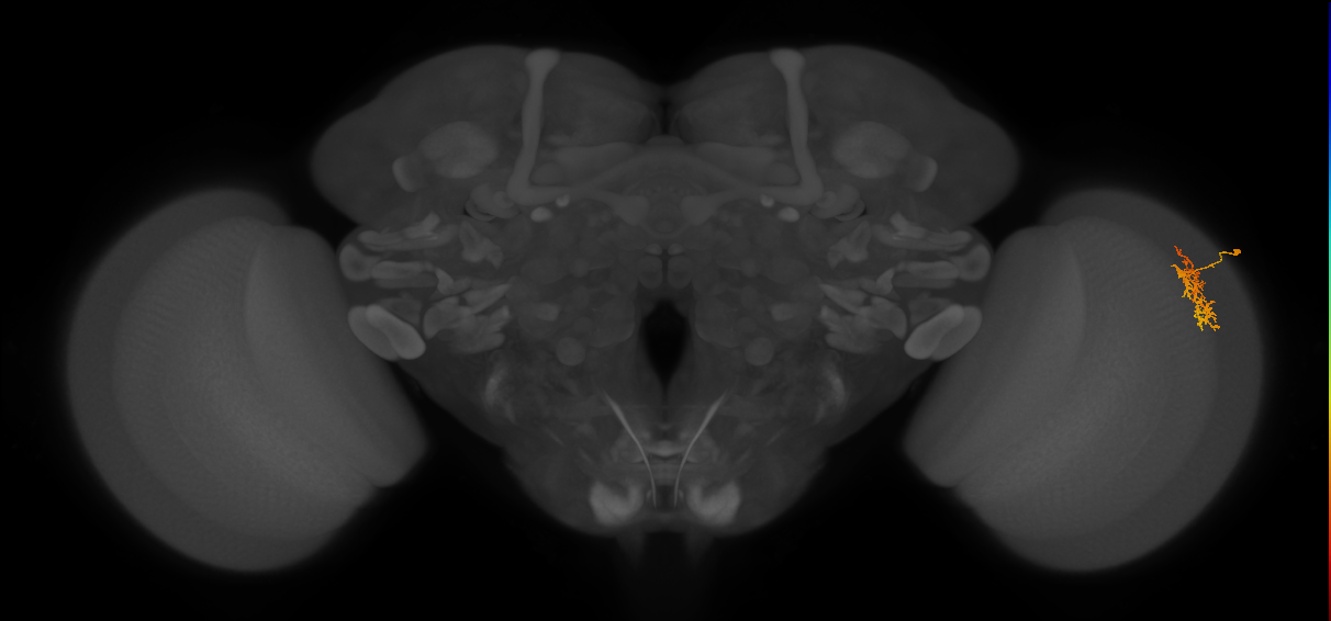 Cm5_R (MaleCNS:96867)