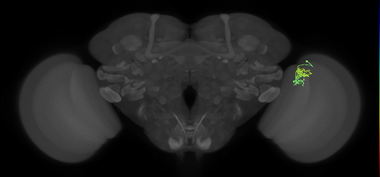 Cm5_R (MaleCNS:91621)