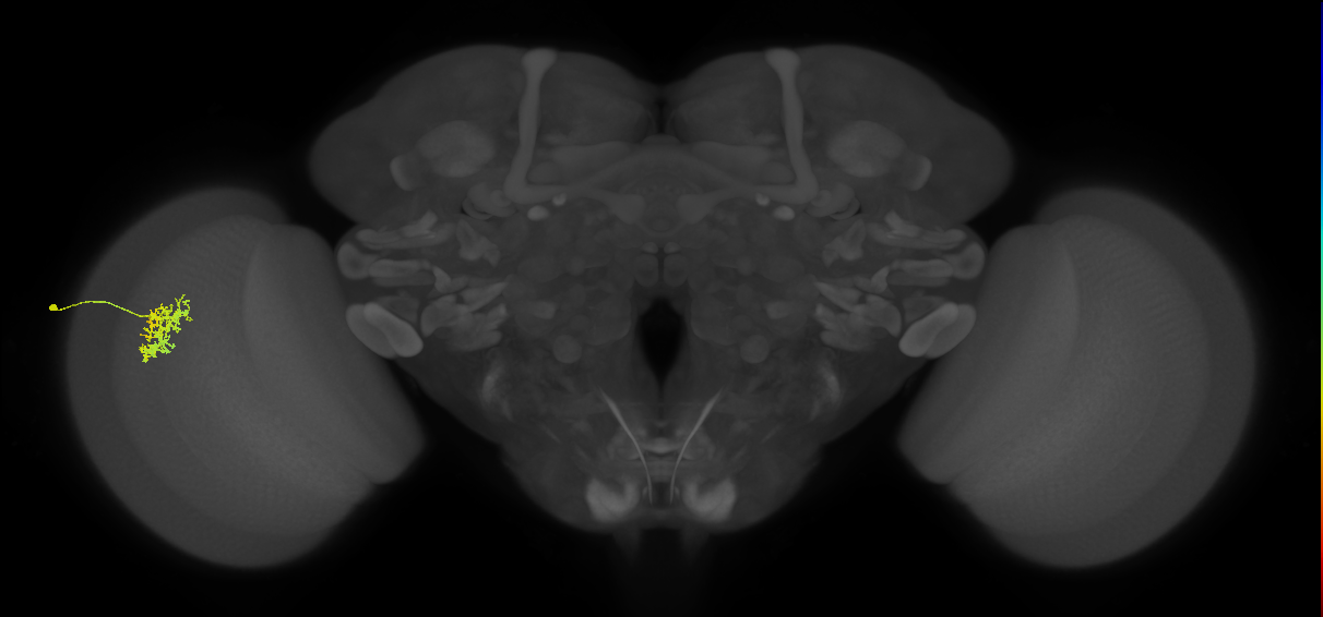Cm5_L (MaleCNS:545574)