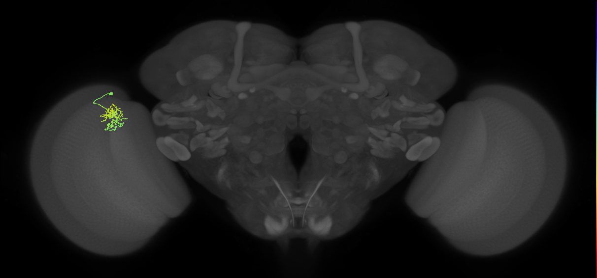 Cm5_L (MaleCNS:74752)