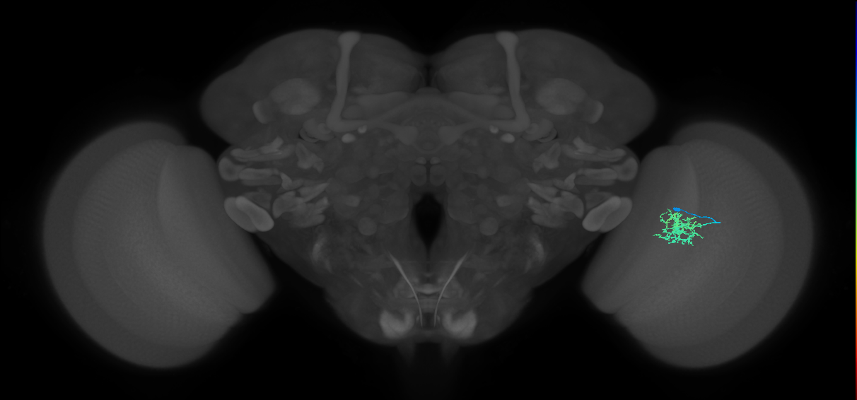 Cm5_R (MaleCNS:75511)
