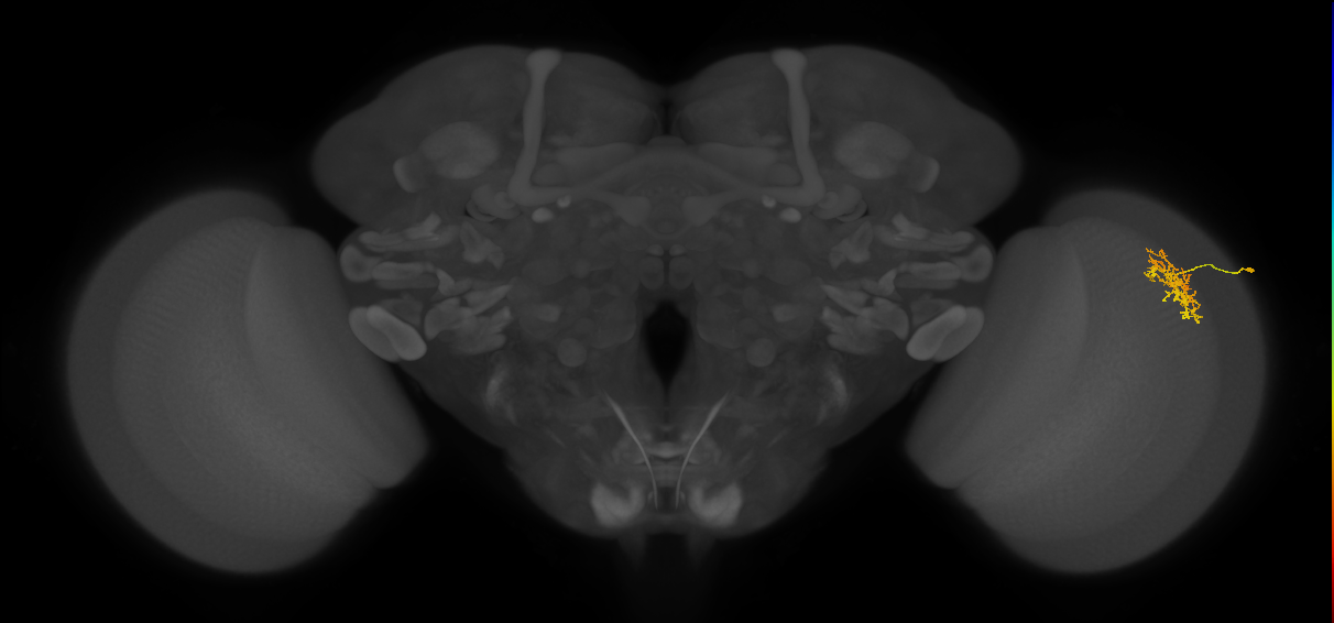Cm5_R (MaleCNS:87260)