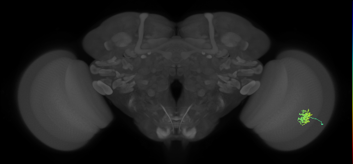 Cm5_R (MaleCNS:67623)