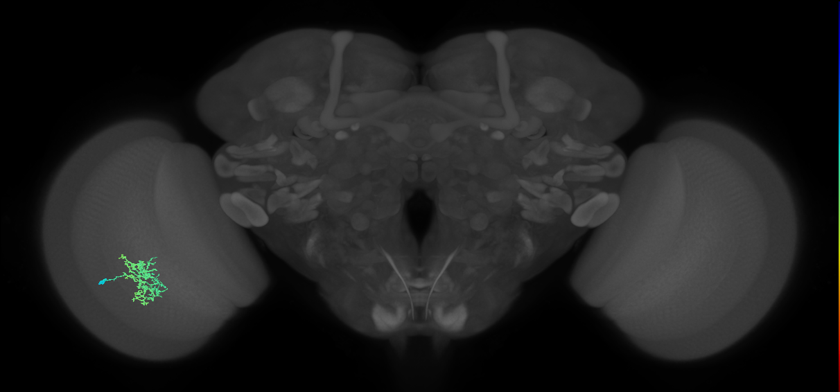 Cm5_L (MaleCNS:70376)