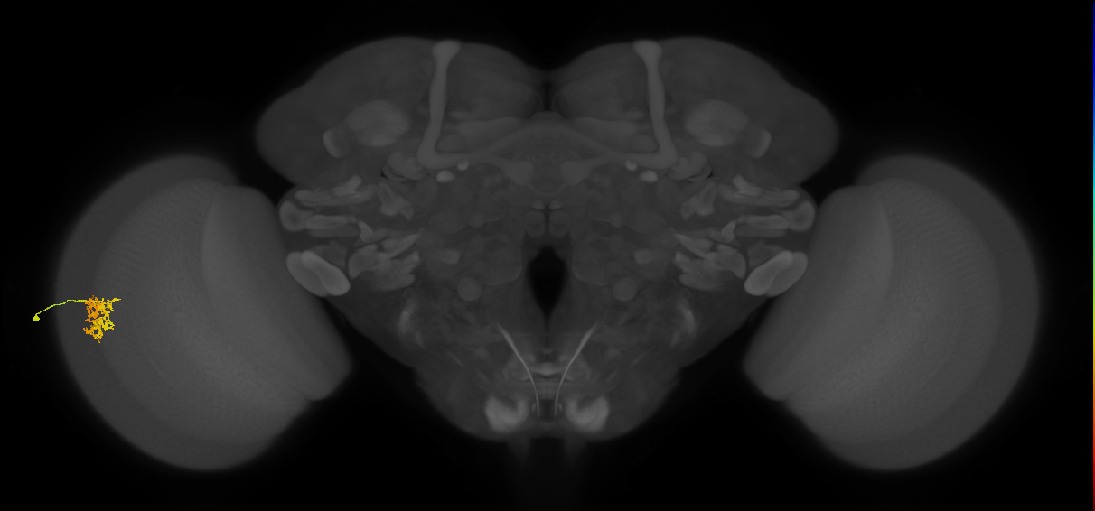 Cm5_L (MaleCNS:51607)