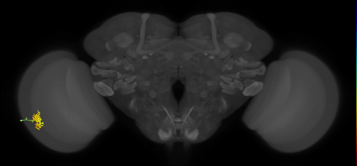 Cm5_L (MaleCNS:62134)