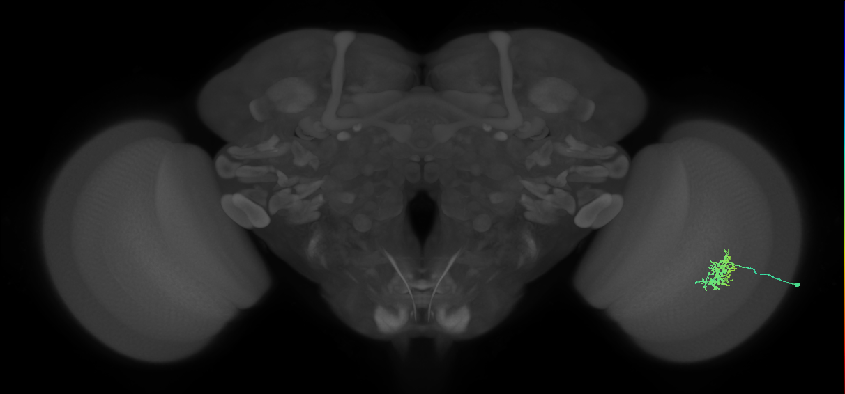 Cm5_R (MaleCNS:45432)
