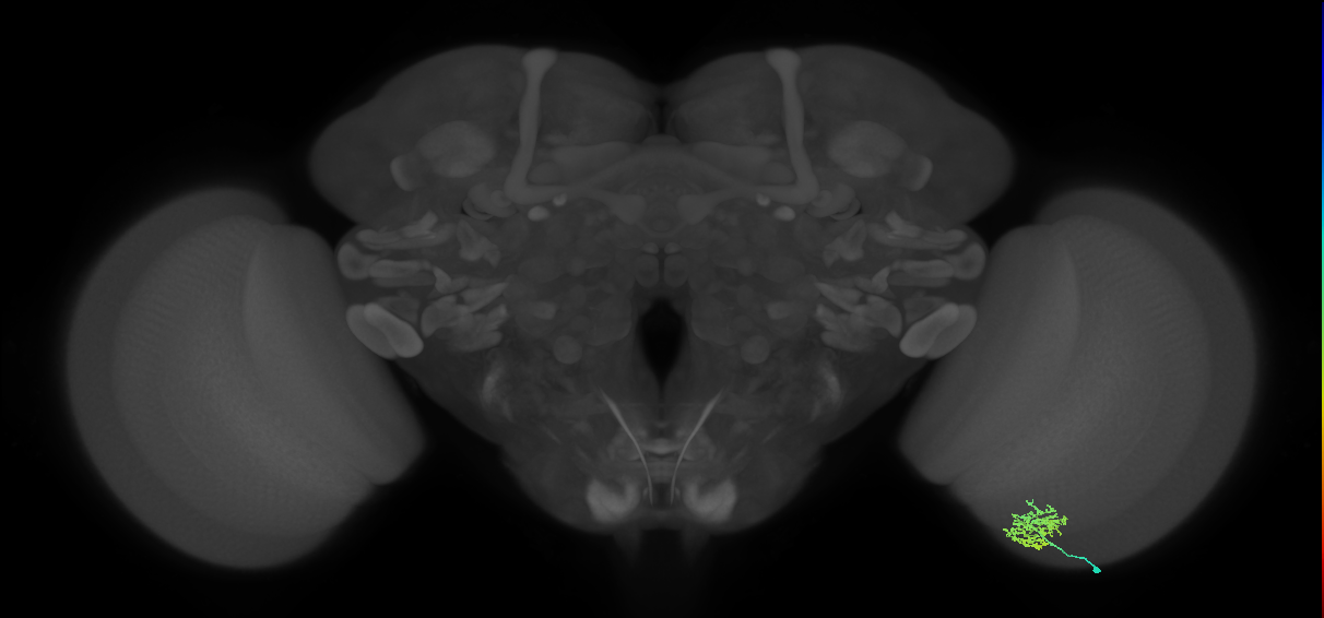 Cm5_R (MaleCNS:92345)