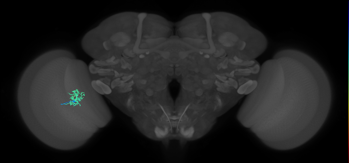 Cm5_L (MaleCNS:138477)