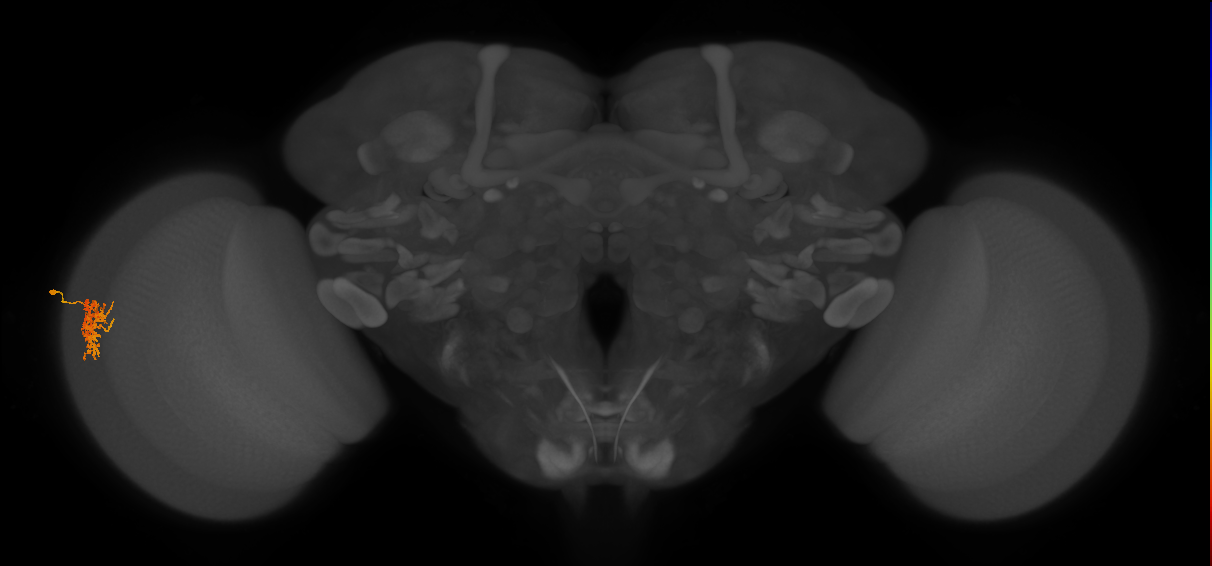 Cm5_L (MaleCNS:529787)