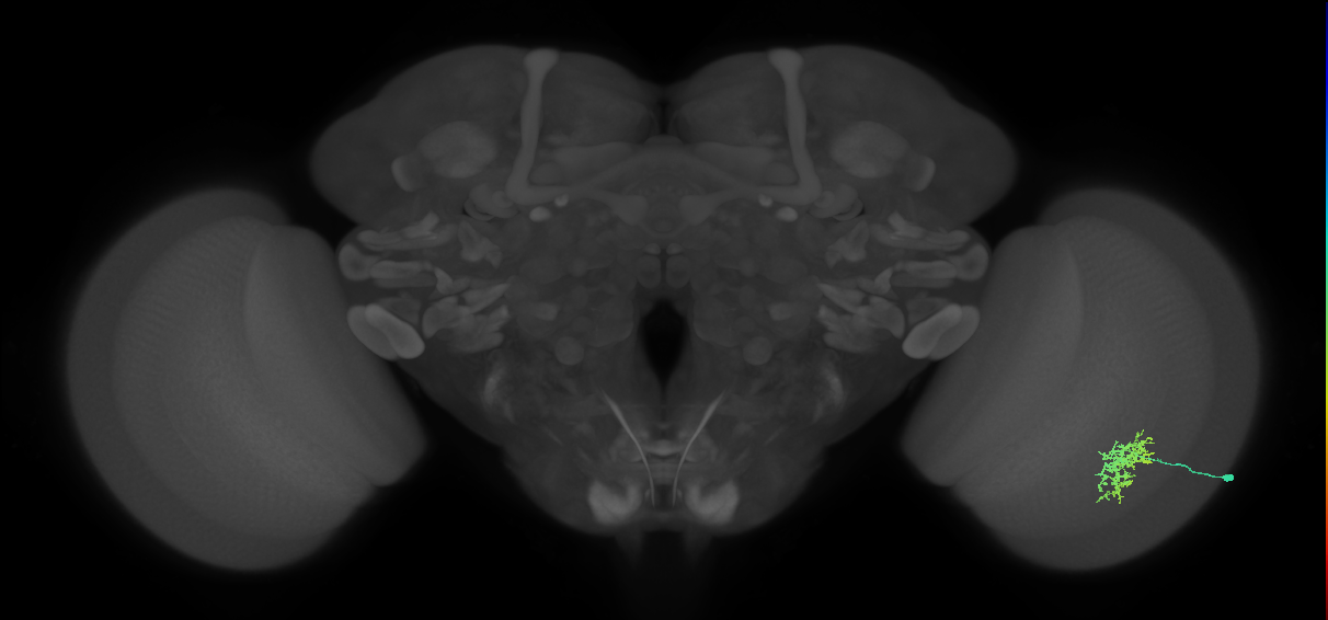 Cm5_R (MaleCNS:107635)