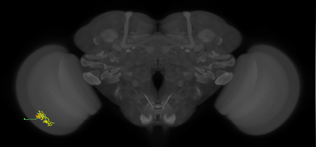 Cm5_L (MaleCNS:525466)