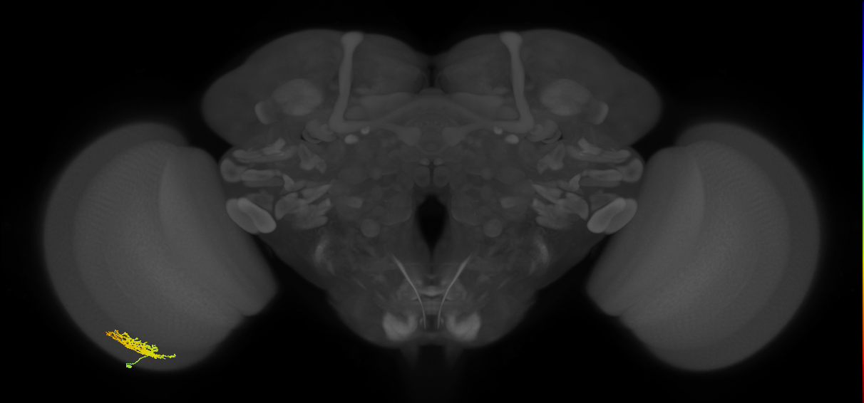 Cm5_L (MaleCNS:80208)