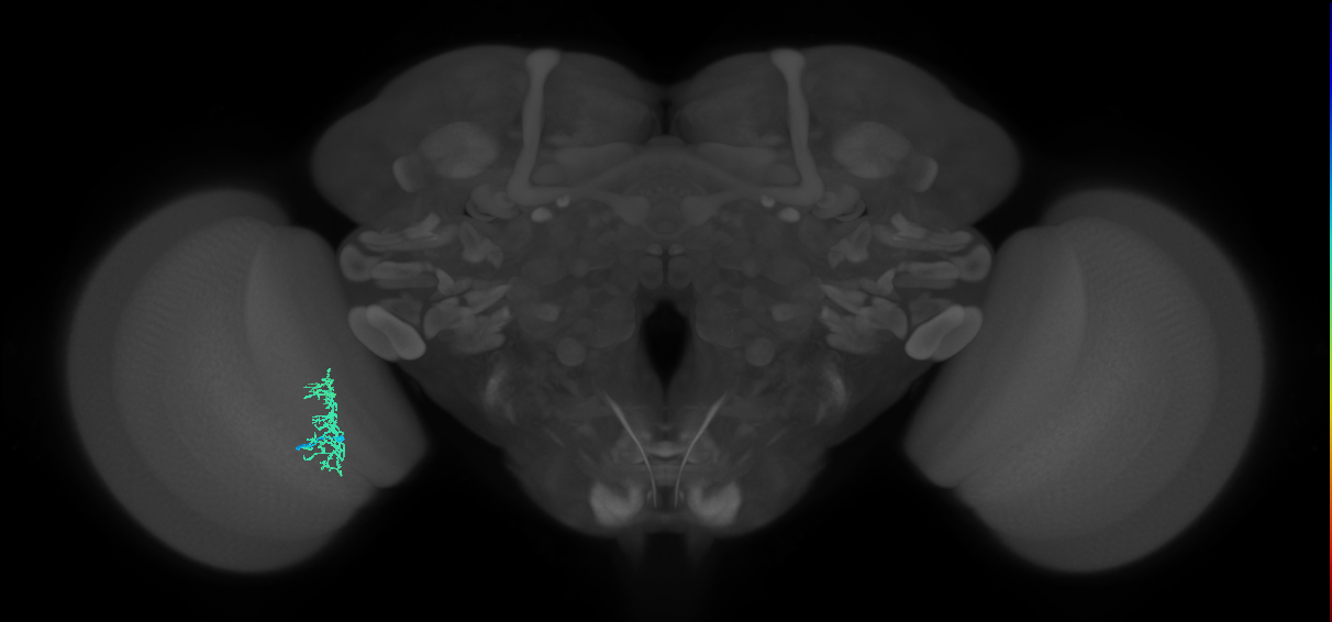Cm5_L (MaleCNS:550150)