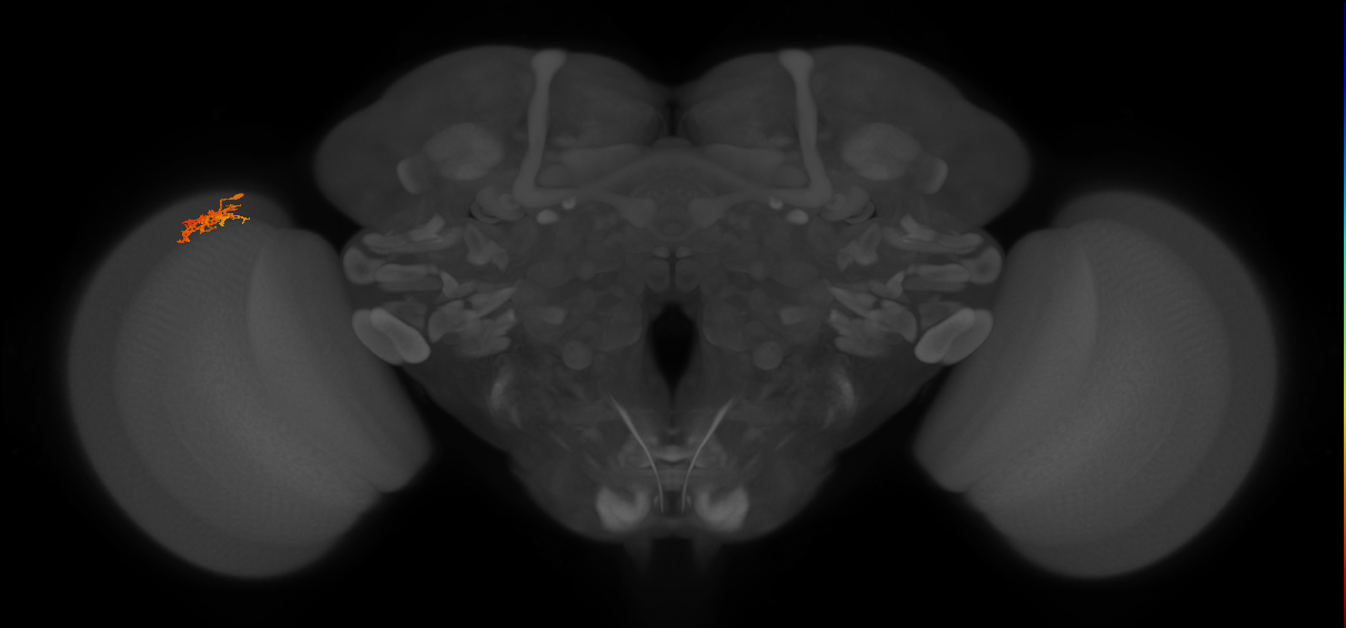 Cm5_L (MaleCNS:517739)