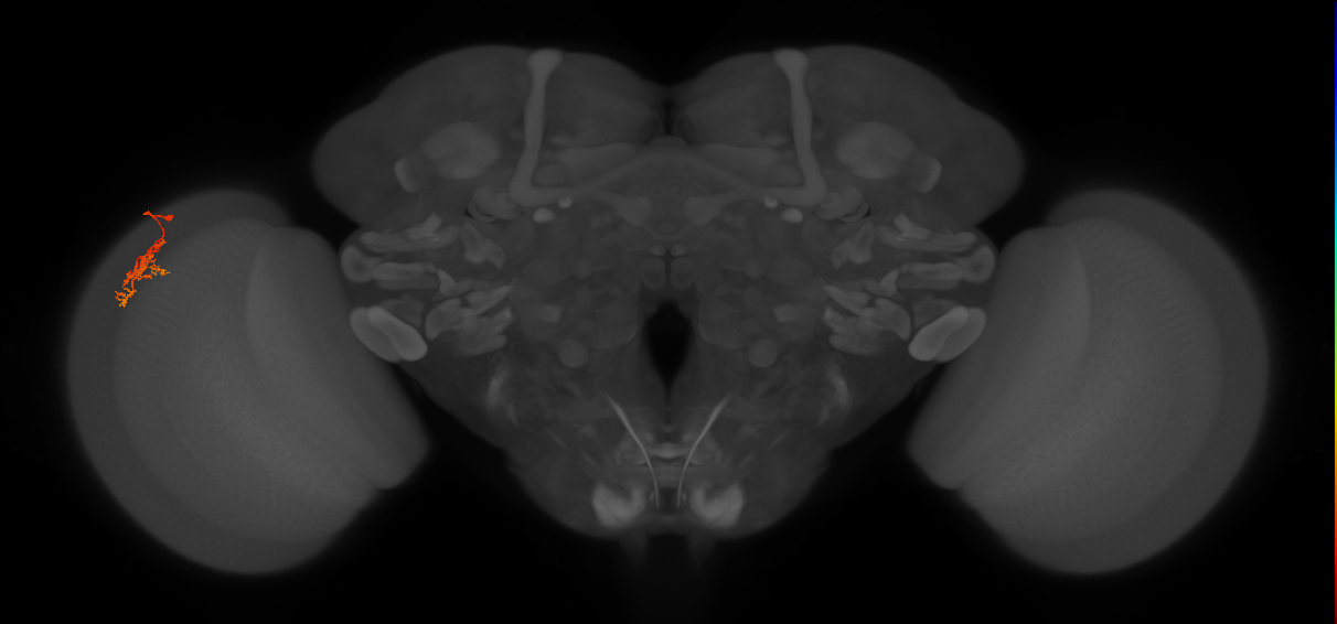 Cm5_L (MaleCNS:112033)