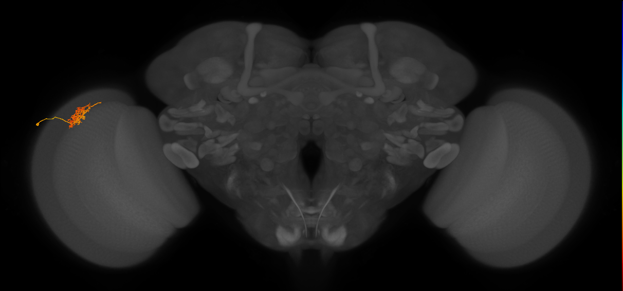 Cm5_L (MaleCNS:90143)