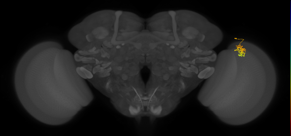 Cm5_R (MaleCNS:95692)