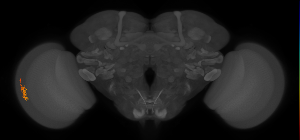 Cm5_L (MaleCNS:228654)