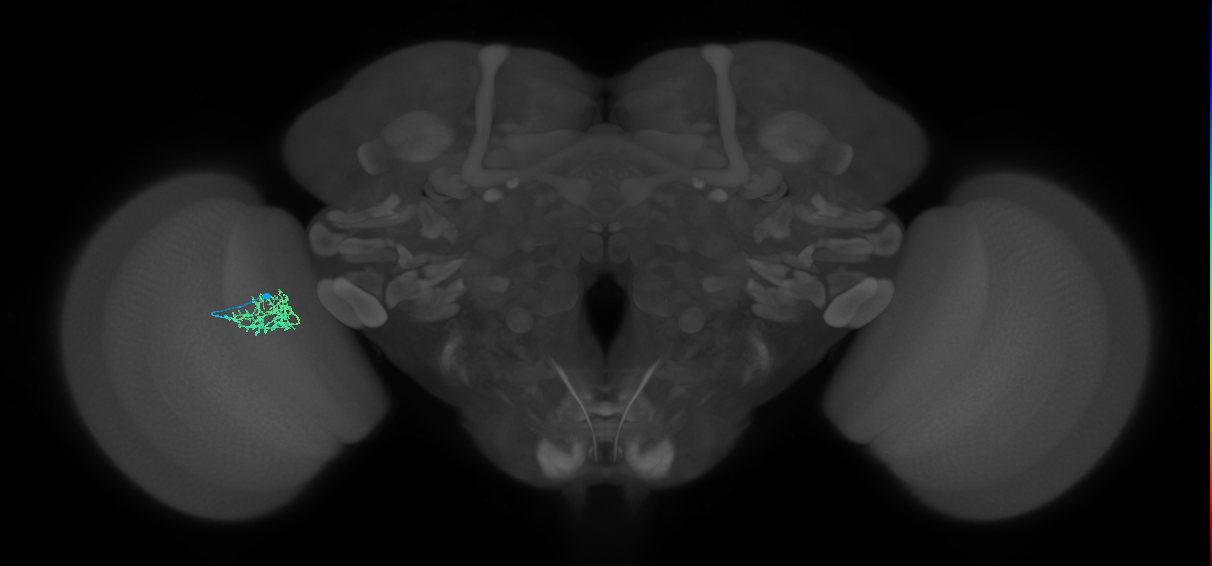 Cm5_L (MaleCNS:137883)