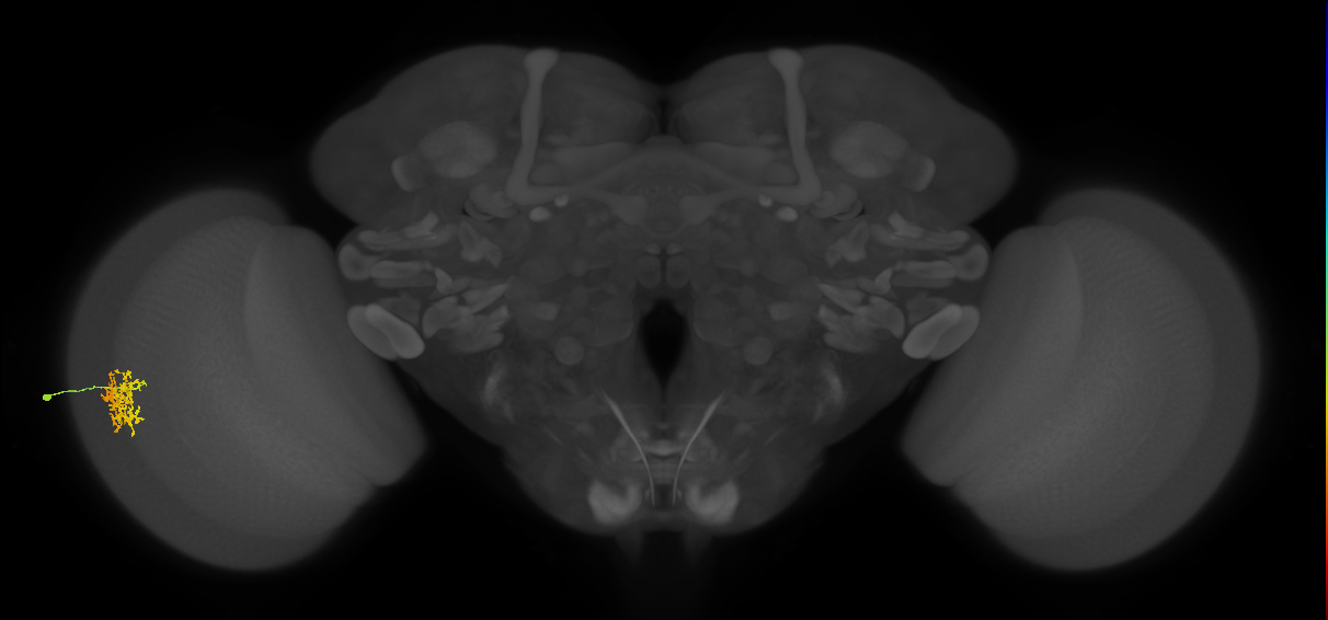 Cm5_L (MaleCNS:72330)