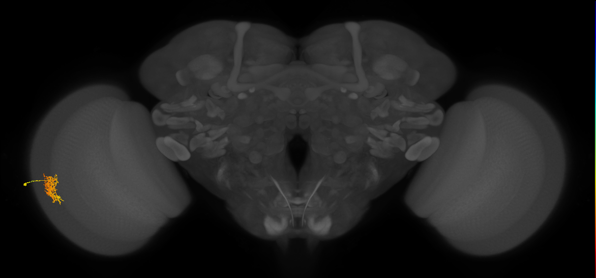 Cm5_L (MaleCNS:530411)