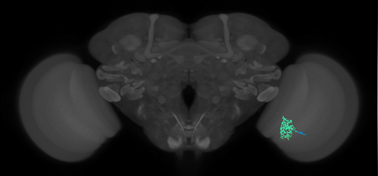 Cm5_R (MaleCNS:66147)