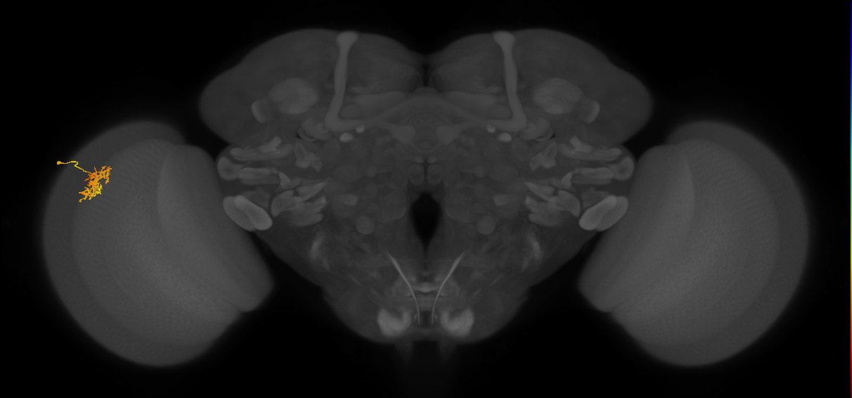 Cm5_L (MaleCNS:85876)