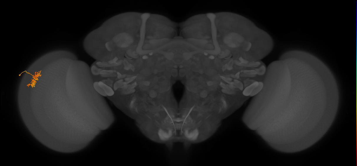 Cm5_L (MaleCNS:539515)
