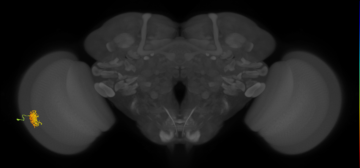 Cm5_L (MaleCNS:60387)