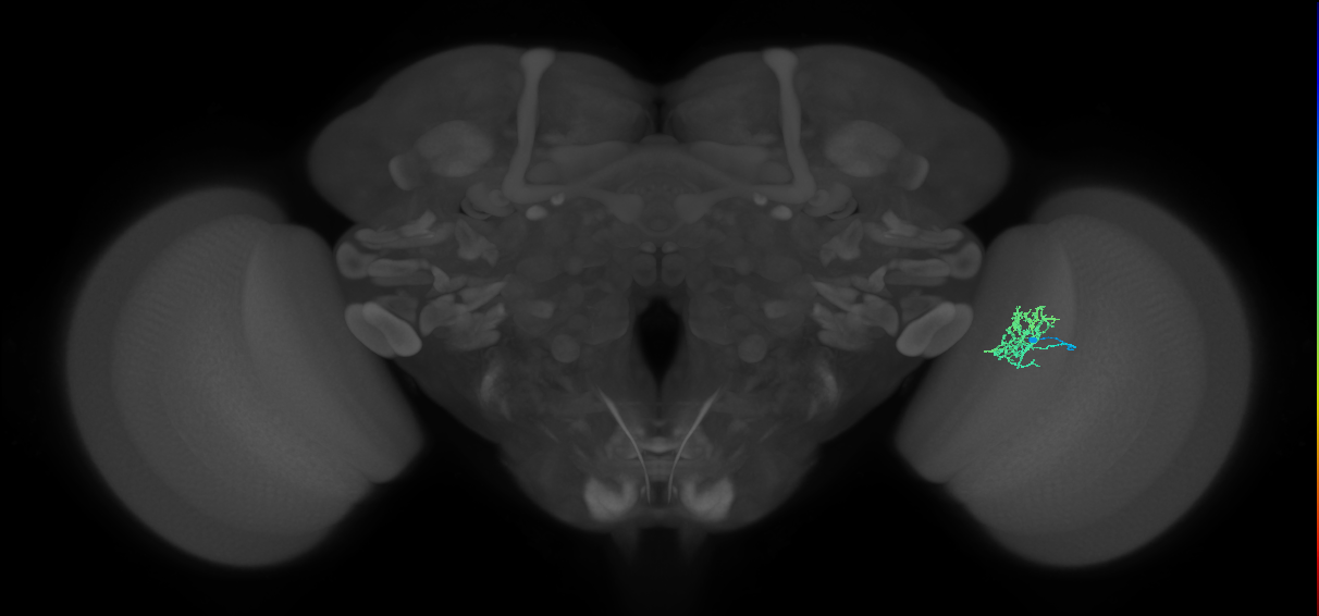 Cm5_R (MaleCNS:96465)