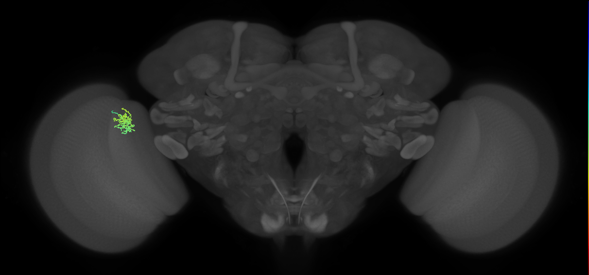 Cm5_L (MaleCNS:557605)