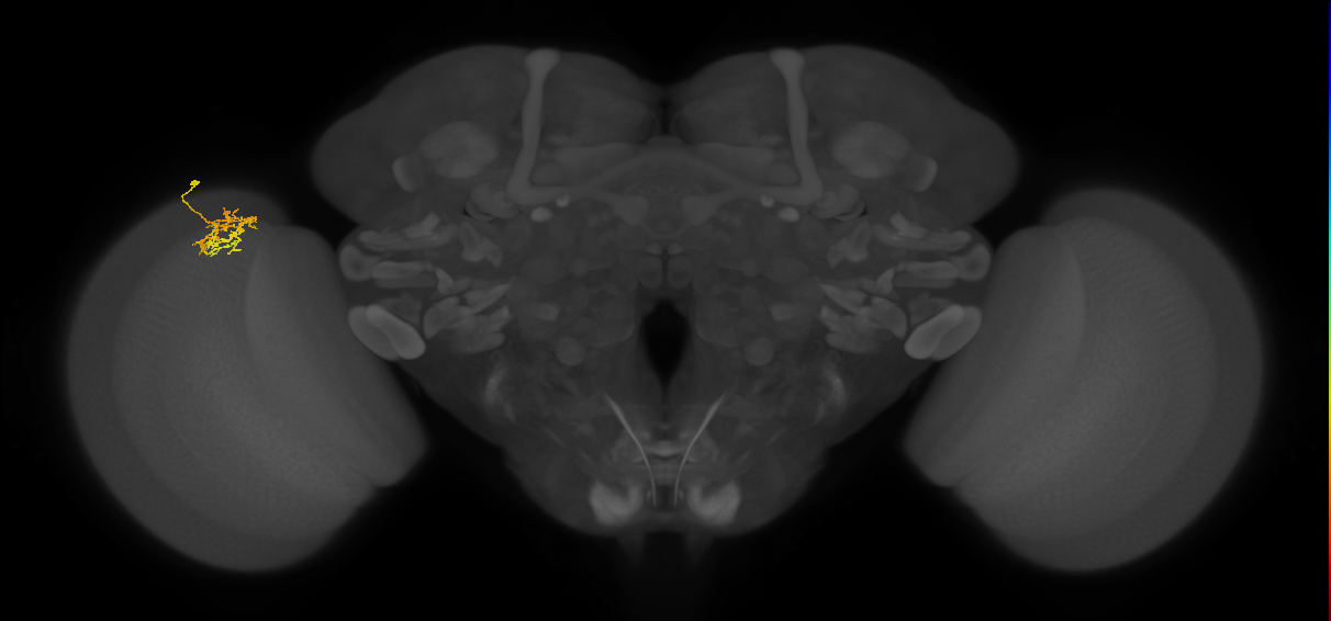 Cm5_L (MaleCNS:542123)