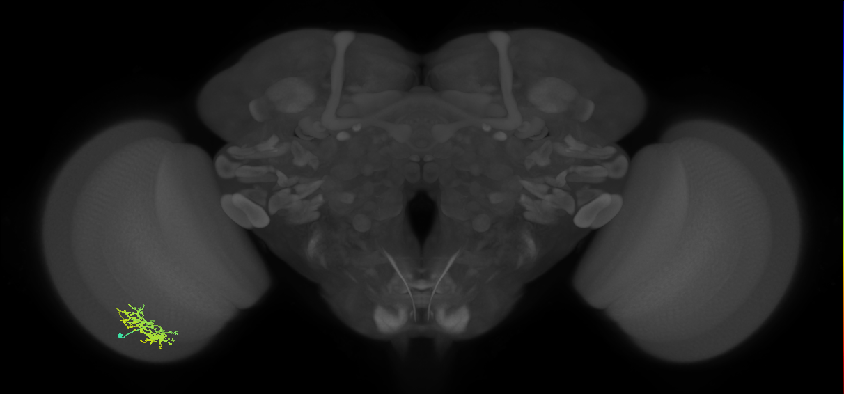 Cm5_L (MaleCNS:73041)