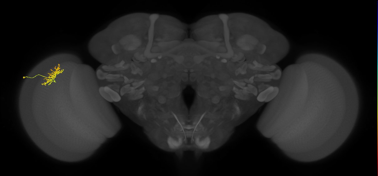 Cm5_L (MaleCNS:81350)