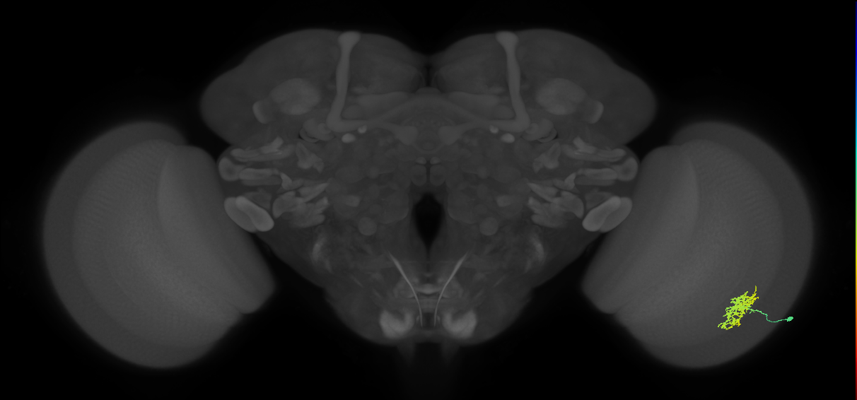 Cm5_R (MaleCNS:68998)