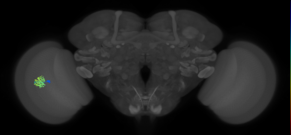 Cm5_L (MaleCNS:552104)