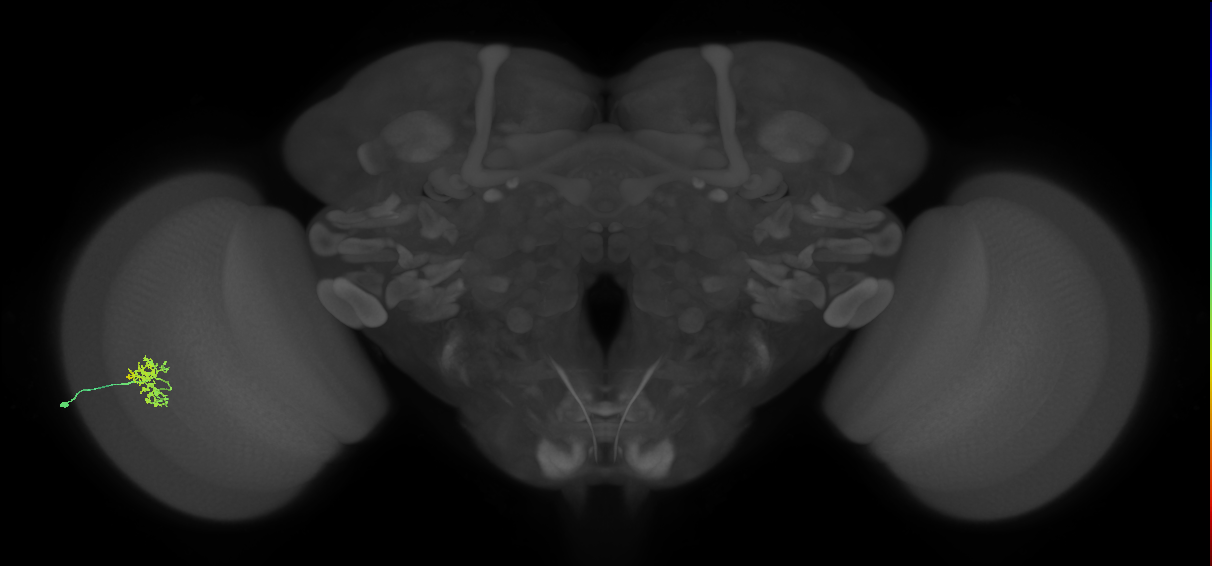 Cm5_L (MaleCNS:130131)