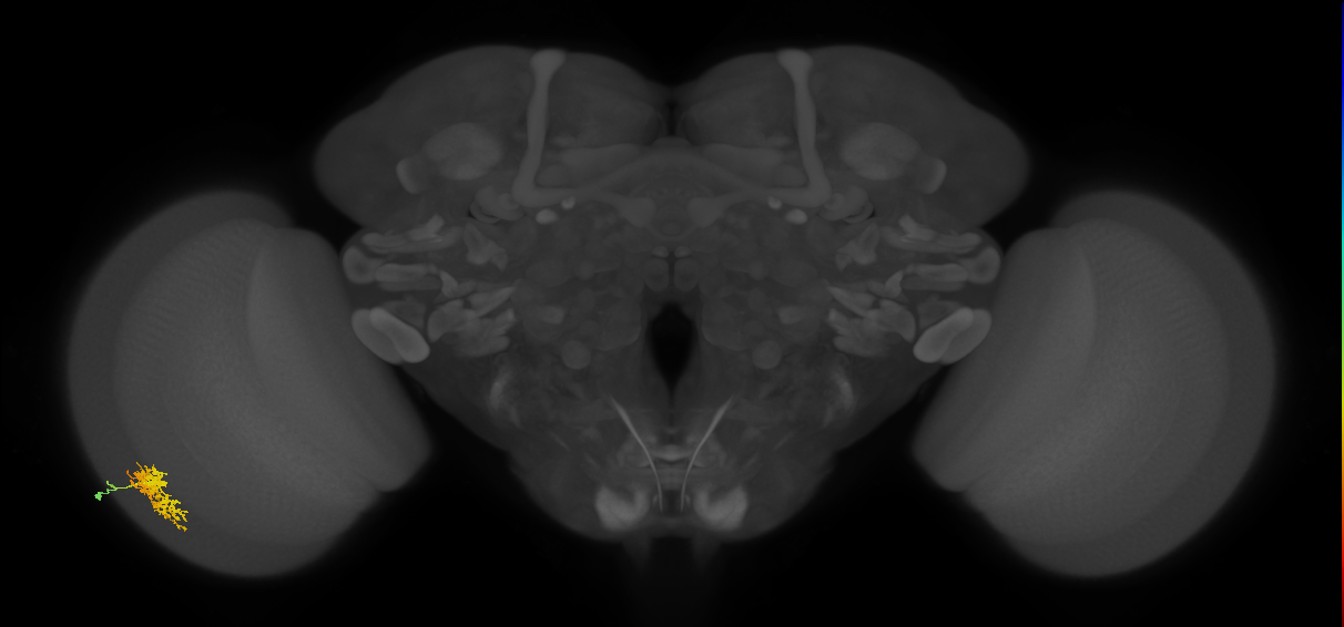 Cm5_L (MaleCNS:544853)