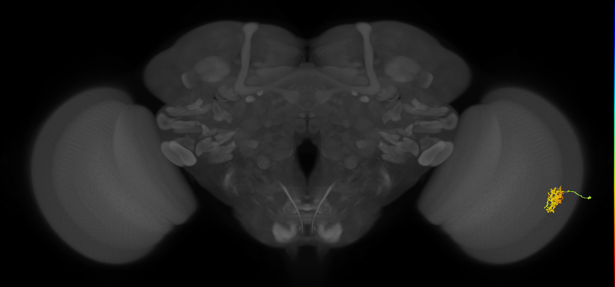 Cm5_R (MaleCNS:80987)