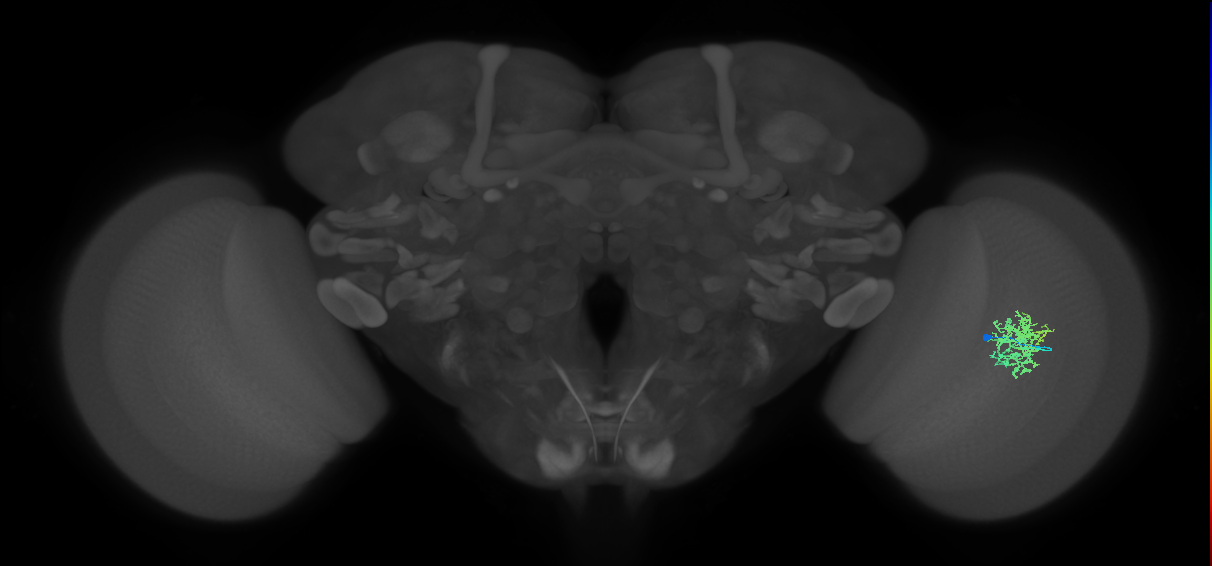 Cm5_R (MaleCNS:97230)