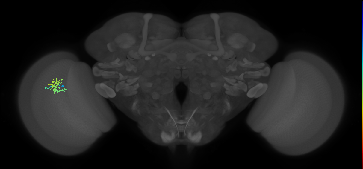 Cm5_L (MaleCNS:66191)