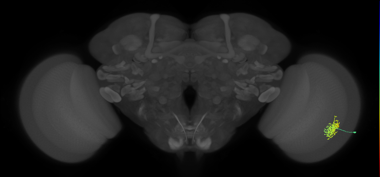 Cm5_R (MaleCNS:60008)