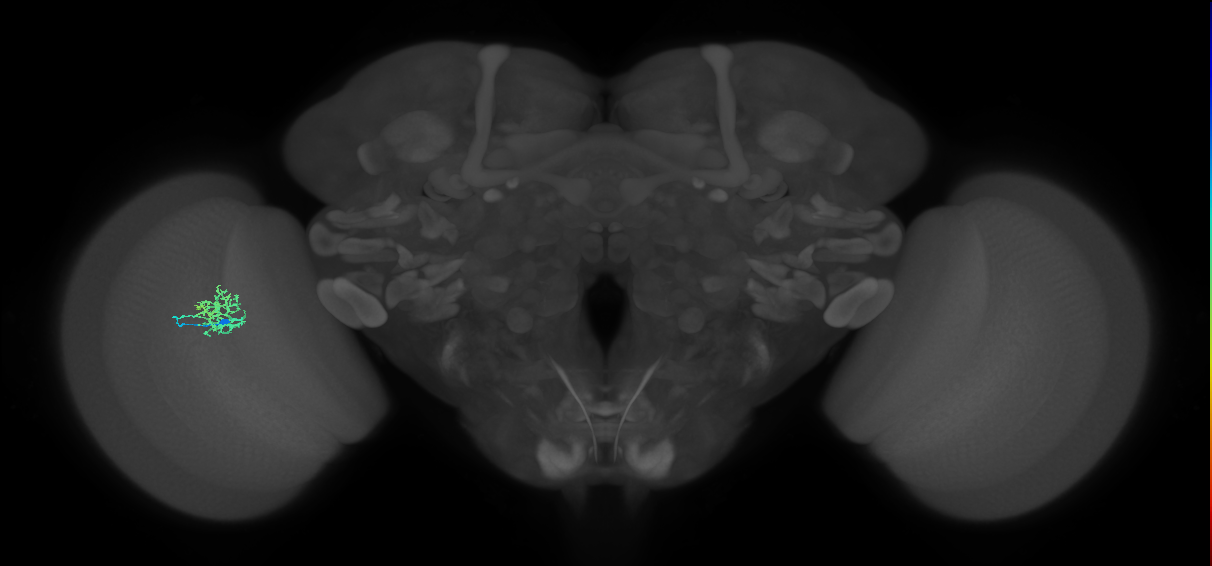 Cm5_L (MaleCNS:46078)