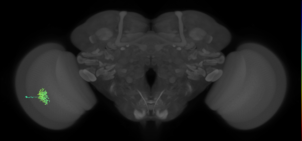 Cm5_L (MaleCNS:62823)